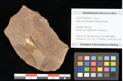 Foto (Objekt + Etikett) von Quercus palaeoilex Ettingshausen (NHMW-GEO-2024-0188-0933)